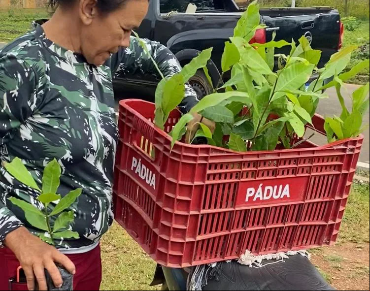 Entrega de mudas