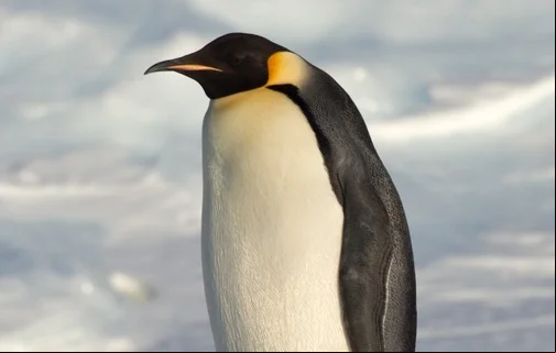 Pinguins-imperadores