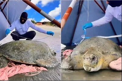 Tartaruga com mais de 100 anos é resgatada em Barra Grande
