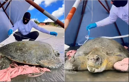 Tartaruga-verde encalhou na praia de Barra Grande